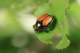 In this tutorial i will show you what i believe is the best way to get rid of asian beetles once they have gotten in your house. How To Get Rid Of Beetles In Your Home Yard 2021 Guide