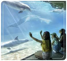 SeaWorld - Blog - Magic Blue Turismo