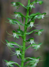 Image result for Habenaria malacophylla