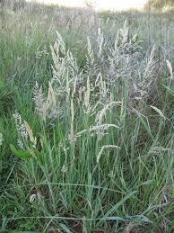 Image result for Holcus