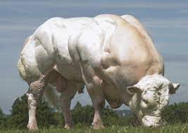 This belgian blue cow has different. Cattle Of Europe The Belgian Blue Also Known As The Do You Even Lift Cow Europe