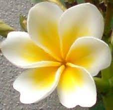 Light Traveler Frangipani Flower With Six Petals Frangipani Flower Pot Design Artificial Flowers