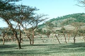 Image result for Acacia seyal