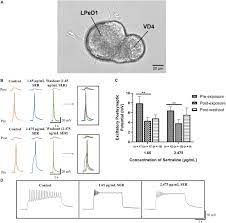 Frontiers The Antidepressant Sertraline Reduces Synaptic Transmission Efficacy And Synaptogenesis Between Identified Lymnaea Neurons Marine Science