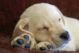 Newborn golden retriever puppy imitates owner's howl. Pin On Animals Dogs Chows Tigers Etc