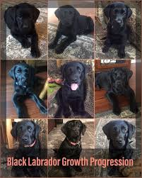 Black Labrador Growth Progression Piper Pup Blog