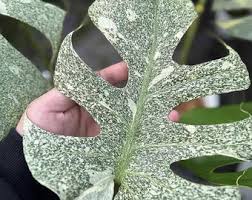 Image result for Tangerine 1970 Rootes