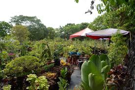 Edible flowers farm near me. Taiwan Sugar Flower Farm Garden Center Kaohsiung Travel Website