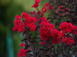 With large, lightly fragrant flower clusters that bloom from early june until frost, it can be grown as a broad shrub or as a tree. Black Diamond Crape Myrtle Dallas Texas Treeland Nursery Crape Myrtle Purple Leaf Plum Tree Myrtle Tree