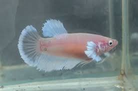 Pin By Betta Fish On Fish Betta Fish Koi Betta Freshwater Aquarium Fish