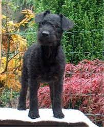 Lakeland Terrier Information And Pictures Lakeland Terriers Lakeland Terrier Patterdale Terrier Patterdale Terrier Puppy