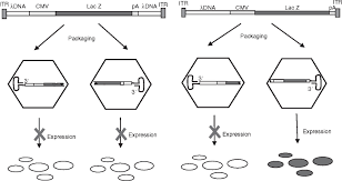 Image result for Black 1996 AAV