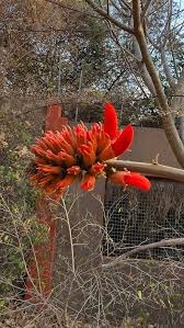 Image result for Savannosiphon euryphyllus