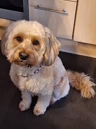 This is our lovely Lilibet. Can anyone give us a christmas background?  Thank's a lot in advance.🙋🏼‍♀️