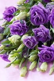 It is used to enhance gardens, woo women, as well as also merely however, much of us concentrated our focus on roses like flowers that we tend to forget various other flowers that are existing beautifully as roses do. Lisianthus Flowers Purple Roses Purple Flowers
