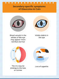 There are several types of glaucoma, with open angle glaucoma being the most common. Glaucoma In Cats Causes Signs Treatment Canna Pet