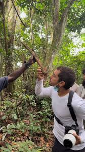 Image result for Tetracera alnifolia