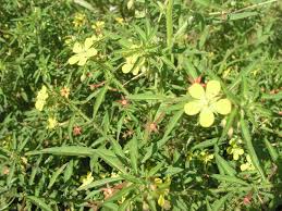 Image result for Ludwigia leptocarpa