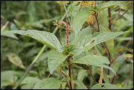 Image result for Acalypha segetalis