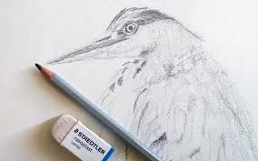 Finishing A Bird Drawing And Some Updates By Linda Ursin Bird Drawings Drawings It Is Finished