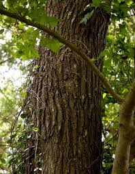 The Woodlands Texas Trees Tree Identification By Bark