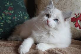 They have a gentle wash of their point colour. Bicolor Ragdoll Cats Sale