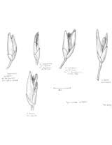 Image result for Sporobolus natalensis