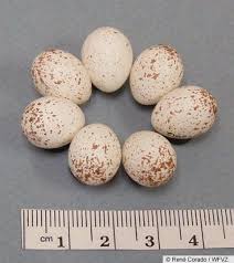 Blue Bird Eggs With Brown Spots Black Capped Chickadee Black Capped Chickadee Chickadee Egg Facts