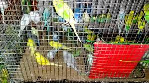This could all too easily have ended in tragedy (for the. Raji Pet Shop Tamil Nadu Madurai Love Birds Dealer Contact Number 09943395854 Youtube