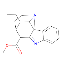 Image result for Anticharis senegalensis