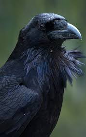 All Black Bird With Black Beak 17 Fascinating Raven Pictures Raven Pictures Crow Black Bird