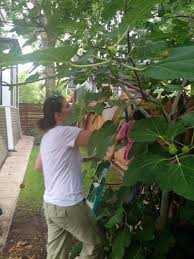 There is a $50 fee. The San Antonio Fruit Tree Project S Unexpected Urban Bounty