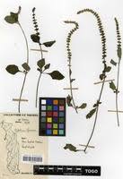 Image result for Platostoma africanum