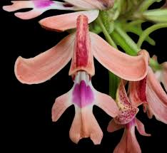 Image result for Cynorkis debilis