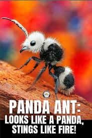 Image result for panda ant
