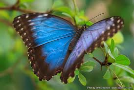 Es un beneficio de mercado puntos. Mariposas De Costa Rica Mariposa Morfo Azul Fotos De Mariposas