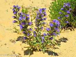 Image result for Boraginaceae