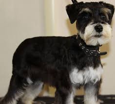 Black And Silver Miniature Schnauzer Miniature Schnauzers Pup Due Upminster Essex Miniature Schnauzer Puppies Schnauzer Miniature Schnauzer