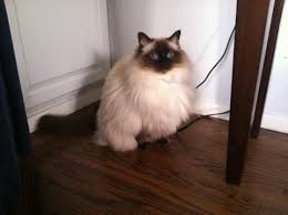 Ragdoll kittens for sale page. Ragdoll Cats Rescue Benefits Of Adopting A Senior Cat