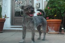 Valerie and i believe that a major contributor in raising well rounded wire fox terriers is the quality of human interaction they receive during the first weeks of their lives. Black Wire Haired Terrier V1 Lenze Com Tr