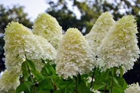 Prune your limelight in late winter or early spring, before new growth emerges. Everything You Need To Know About Limelight Hydrangea Trees This Old House
