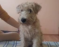 Soft coated wheaten terriers get along well with children and other animals, provided proper socialization has taken place. Ladybug Irish Soft Coated Wheaten Terrier Puppy For Sale Euro Puppy