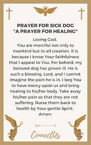 Feel free to share a comment below if your pet/animal got touched by this. 15 Powerful Prayers For Sick Dog Connectus