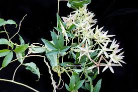 Image result for Merremia verecunda