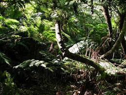 Image result for Cyathea capensis