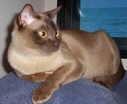 All modern burmese cats can be traced back to wong mau, a cat transported in 1930 from burma (now myanmar) to san francisco. Burmese Dogs And Cats Wiki Fandom