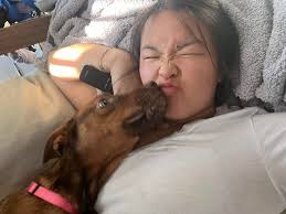 This is Daisy (Penny's sister). She is about 4/5 months old, 20lbs, mixed  breed and getting her second round of shots today (8/27). That means she is  officially available for foster-to-adopt!! 🥳