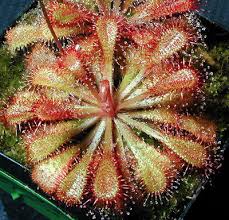 Image result for Drosera dielsiana