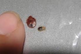 pin on bed bugs