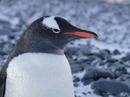 Blue Bird With White Stripe On Head Gentoo Penguins Have A White Stripe Going From Eye To Eye Across The Top Of The Head You Can See That Stripe Perfectly Penguins Gentoo Penguin Cruise Pictures